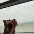 칼리가리박사의밀실거북섬점 네이버블로그