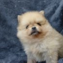 앤애견샵 이미지