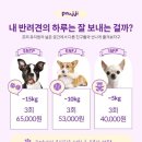 댕댕이 유치원 이미지