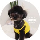 개들의 집 이미지