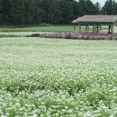 보롬제주 이미지