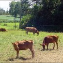 경영축산 이미지