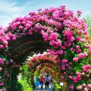 장미축제 이미지