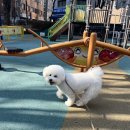 소심유치원 이미지