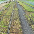 이순호농장 이미지