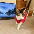 소폼과 옷만들기 기초 | 강아지옷 만들기 원데이클래스 후기🐶🧣 | 노라노패션학원