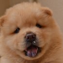 차우차우