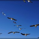 명태이야기 이미지