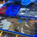 세븐일레븐 설악금강대교로점 | 속초해수욕장 근처 회 포장 청호활어회센터 좀 솔직후기