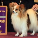 쇼독(Show dog) Daum카페