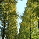 가로수길 이미지