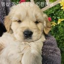 멍샵 강아지분양 인천본점 이미지