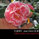 흰 복륜에 우아한 프릴화 명:진 클레어 (장 클레르)-Jean Clere 뉴질랜드 동백꽃 이미지