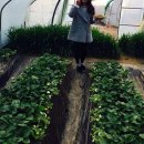 남양주(운길산역) 소개 :: 딸기정원 딸기따기 체험 , 장어 맛집 '한강민물장어' :)