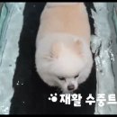 왕짱 애견스쿨 이미지