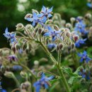 일자산자연공원(허브천문공원) 이미지