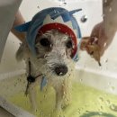 샤멍샤멍 이미지