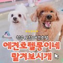 몽이네 맡겨보시개 | 청주 오창 애견호텔 몽이네맡겨보시개 믿을만한곳 가성비굿