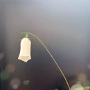 8월 30일 '금강초롱꽃' 종이로 만들기 : 네이버 블로그﻿ 이미지