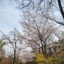 이은경로당 | 서울 벚꽃 명소 남산 둘레길 한 바퀴(250409)