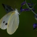 배추흰나비 이미지