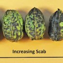 피칸(Pecan) 페루큐(Peruque) 곰팡이병(Scab) 이미지