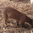 포사 카카오 검색결과