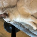 고양이카페38.5 이미지