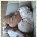 이 사고뭉치들 <b>넷</b> 데리고 무사히 <b>이사</b>완료했습니당ㅋㅋㅋㅋ