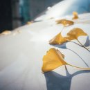 은행나무한의원 이미지