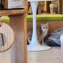 냥이 싸롱 이미지