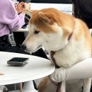 오달당 - 성남시 분당구 황새울로258번길 43 | 부산 온천천카페거리 벚꽃뷰 카페 오달당 후기 및 주차정보