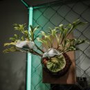 카페 사월오일 이미지