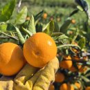 일남농장 이미지