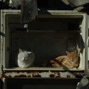 고양이의 냉장고 사용법 이미지