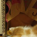 왕발고양이 이미지