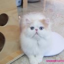 스파리버 캐터리 이미지