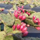 평화농장 이미지