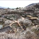매화농원 이미지