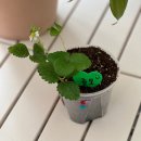 다산농장 2 이미지