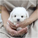 송현동 강아지 | 송현동강아지분양 따뜻하고 풍성하게 채워지고