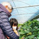 쭝이네 과일농장 | 경기도 용인 딸기체험 딸기가 정말 달콤했던 용인아침딸기농장