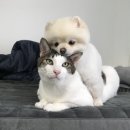 댕냥댕냥