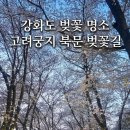 북문길 | 강화도 북문 벚꽃길 후기 🌸밤에 더 미치는 곳… 고려궁지 옆 숨은 벚꽃 스팟 발견