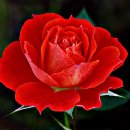 NickCave &amp; Kylie Minogue / Where The Wild Roses Grow 이미지