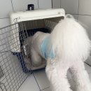 강화켄넬 이미지