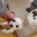 어벤독스 이미지