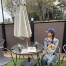 도그와트 이미지