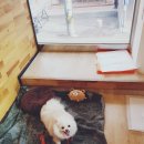 해피펫클럽 이미지