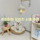 펫스튜리(petschurri) | [강아지 프리미엄 사료 추천] 프리미엄 애견용품 편집샵 사료 추천